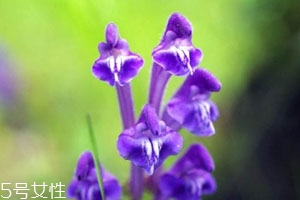 黄芩片不能和什么一起吃,黄芩不能和什么中药同服