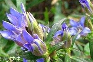 龙胆草种植多长时间可以收获,龙胆草的种植和管理 龙胆草种植多长时间可以收获,龙胆草的种植和管理