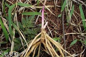 龙胆草可以泡酒吗,龙胆草可以泡酒喝吗