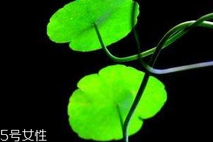 金钱草一次喝多少合适,金钱草一天吃多少克 金钱草一次喝多少合适,金钱草一天吃多少克