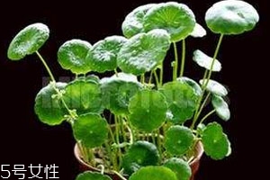肾结石能用金钱草和海金沙治疗吗?,金钱草可以化胆结石吗