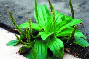 金钱草能和车前草一起泡水喝吗?,金钱草和车前草可以一起煮水喝吗?