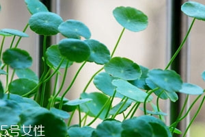 金钱草能治胆囊息肉吗,金钱草治好了我的胆囊息肉