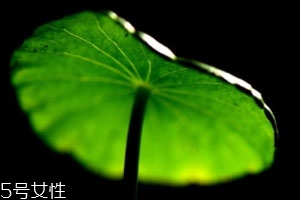 金钱草和什么药能治结石,金钱草可以排结石吗