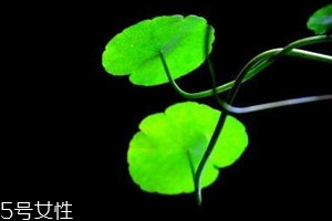 金钱草不能和什么一起吃 相克食物,金钱草不可以和什么一起吃