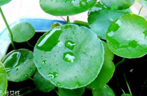 小叶和大叶金钱草有什么区别,大叶金钱草和小叶金钱草的区别图片