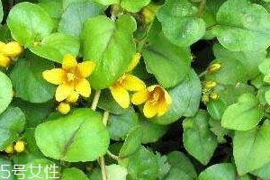 金钱草是凉性的吗?,金钱草寒凉吗