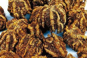 黄连是热性还是凉性的,黄连是热性还是凉性药