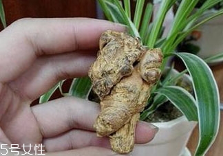 田七根的功效和作用怎么吃,盆栽田七能吃吗