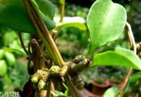 土田七的吃法,土田七可以吃吗 土田七的吃法,土田七可以吃吗