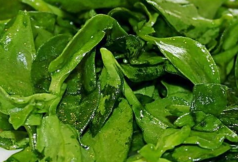 穿心莲的吃法和做法,穿心莲怎么做好吃