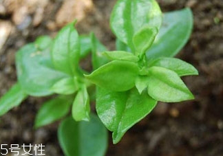 穿心莲不能和什么一起吃香哈,穿心莲不能和什么一起吃 相克食物