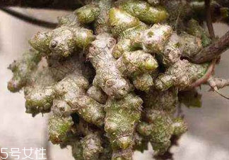 田七粉可以天天吃吗,田七吃了对身体有什么好处