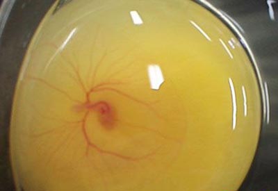 煮鸡蛋需要注意什么,烹鸡蛋的最好做法窍门