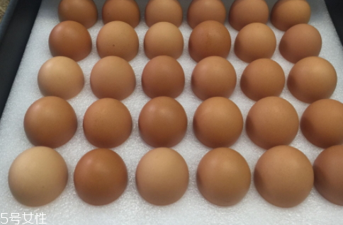 伊势鸡蛋和普通鸡蛋的区别,伊势鸡蛋到底好不好