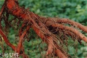 丹参不能和什么一起吃?,丹参不能跟什么一起吃 丹参不能和什么一起吃?,丹参不能跟什么一起吃