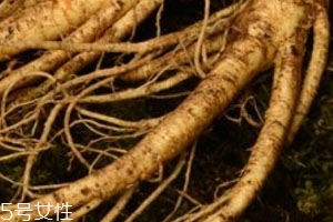 新鲜人参可以放冰箱里吗,鲜人参能放冰箱冷藏吗