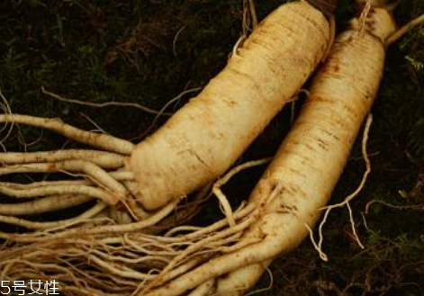 新鲜人参的作用,新鲜的人参是什么口感