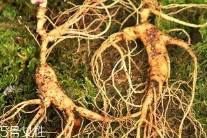 新鲜人参怎么处理为好,鲜人参怎么挑选