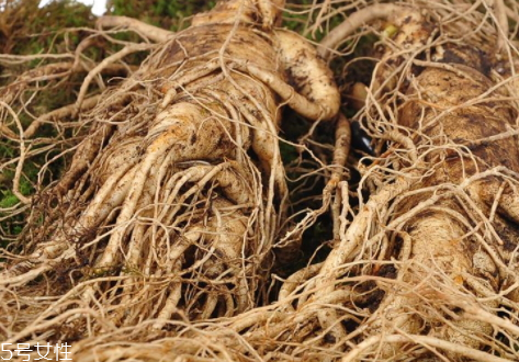 新鲜人参泡酒能泡多长时间,鲜人参酒泡多长时间最好