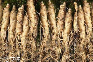 东北人参怎么保存,东北鲜人参怎么保存