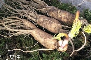 东北种植人参多少钱一斤,东北鲜人参多少钱一斤 东北种植人参多少钱一斤,东北鲜人参多少钱一斤