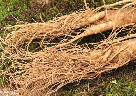 东北人参哪里产地的好,东北人参的产地