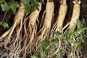 园参和林下参的区别图片,林下参和园参主要区别有哪些 园参和林下参的区别图片,林下参和园参主要区别有哪些