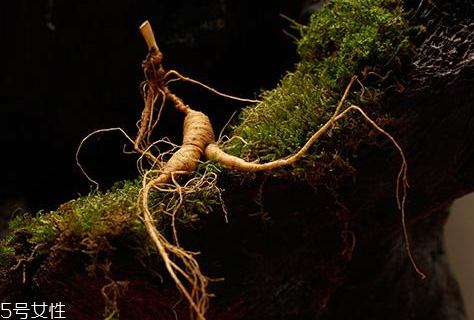 新鲜野山参功效和作用及食用方法,野山参的功效和作用及食用方法