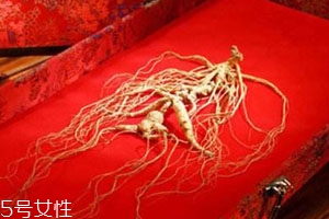 野山参怎么保存方法,如何挑选野山参