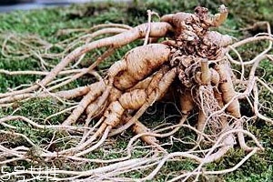 新鲜的野山参怎么保存,野山参有保质期吗?保质期是多久?