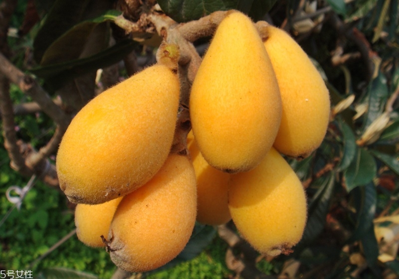 枇杷小百科,枇杷百科知识