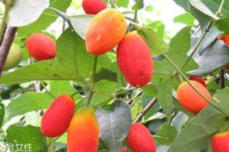 香果的好处,红果的好处