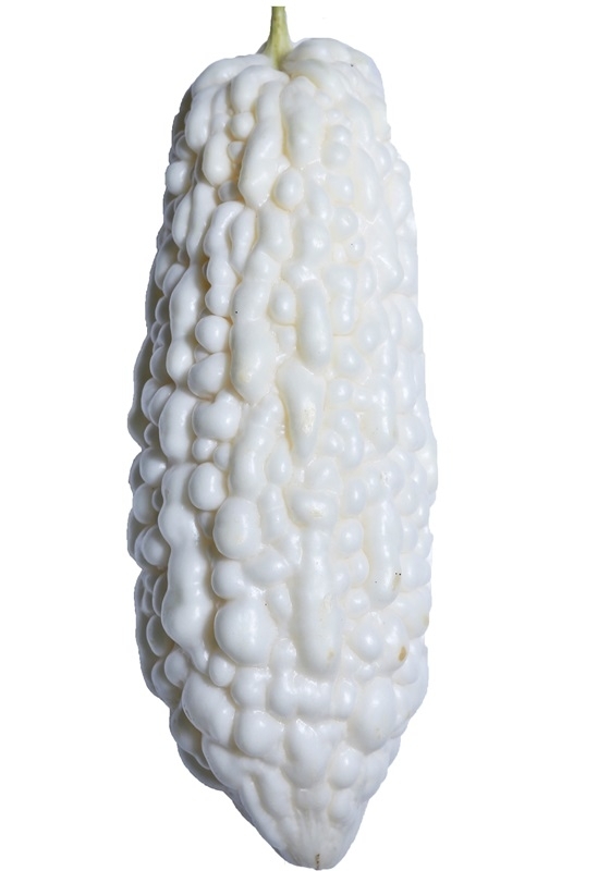 苦瓜有多少种品种,苦瓜新品种介绍