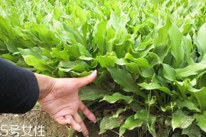 太子参什么时候种植好,太子参什么季节种植