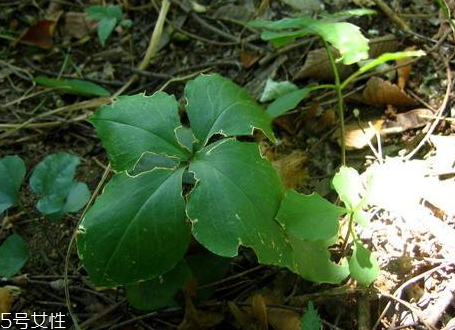 太子参生长环境要求,太子参生长环境
