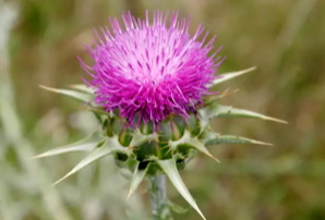奶蓟草对肝脏的作用,奶蓟草真的可以护肝吗 奶蓟草对肝脏的作用,奶蓟草真的可以护肝吗