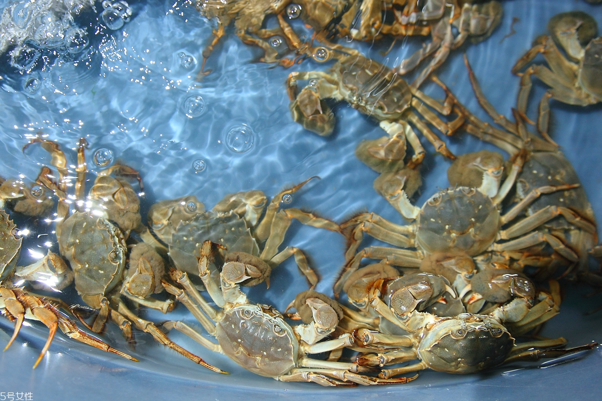 大闸蟹的养殖,养殖技术大闸蟹 大闸蟹的养殖,养殖技术大闸蟹