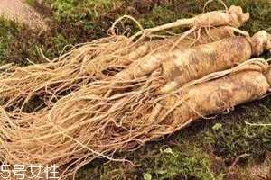 沙参和党参可以一起吃吗,党参和北沙参可以一起吃吗