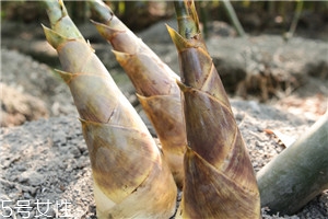 夏天的竹笋,竹笋的介绍