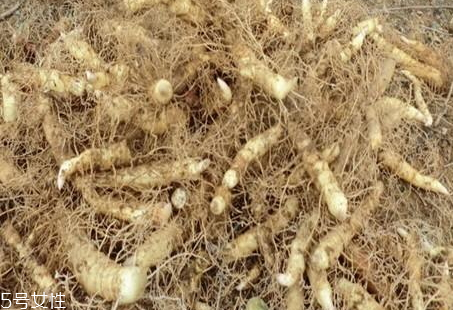 丹参采收加工方法,人工采收的方法 丹参采收加工方法,人工采收的方法