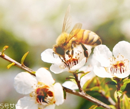 蜂蜜保质期是几年,蜂蜜的保质期一般是多少年
