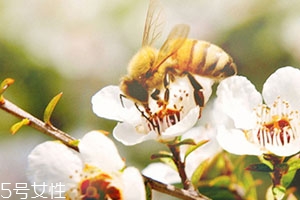 什么是麦卢卡它有什么作用,麦卢卡也叫做什么