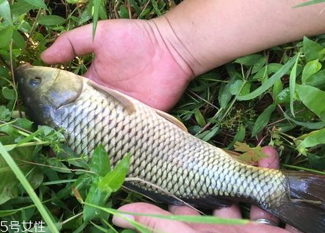 稻花鱼怎么煎,稻花鱼怎么煮