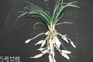 麦冬适合在什么地方种植,麦冬什么时候种植