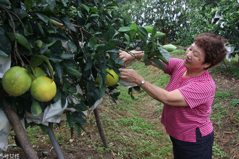 脐橙的来历,脐橙来源于哪里