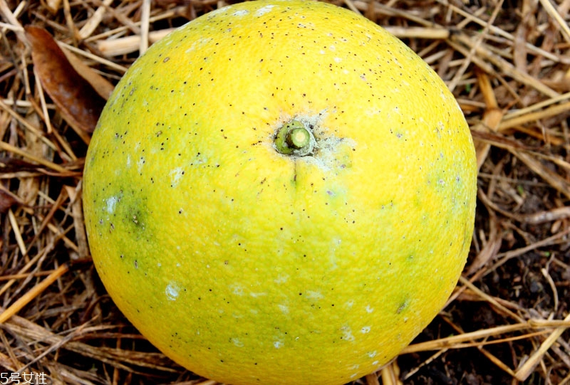 怎样挑选赣南脐橙,橙子怎么挑选才甜