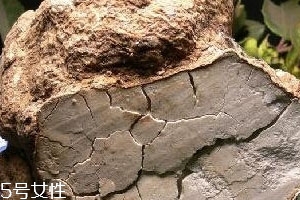 赤茯苓和土茯苓的区别,赤茯苓是不是土茯苓功效一样吗