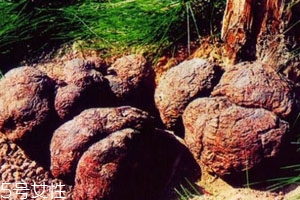 茯苓一般多少钱一斤,茯苓市场价多少钱一斤