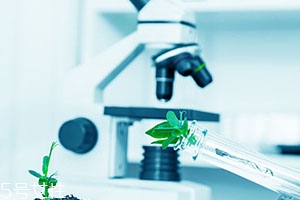 澳洲西芹籽能降尿酸吗,西芹籽胶囊能降尿酸吗